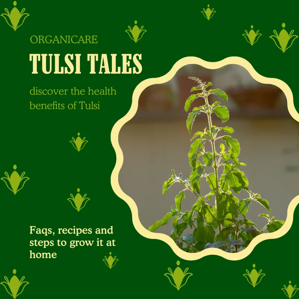 Tulsi Vivah Festival Information For Hindus 2024