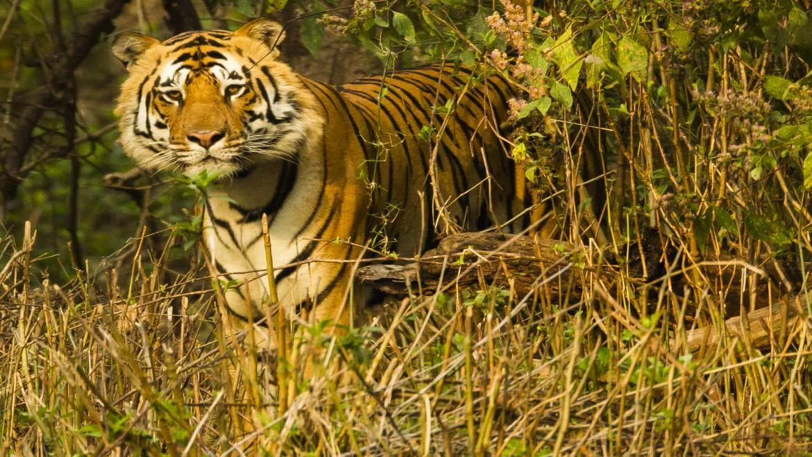 kanha kisli national park kahan hai