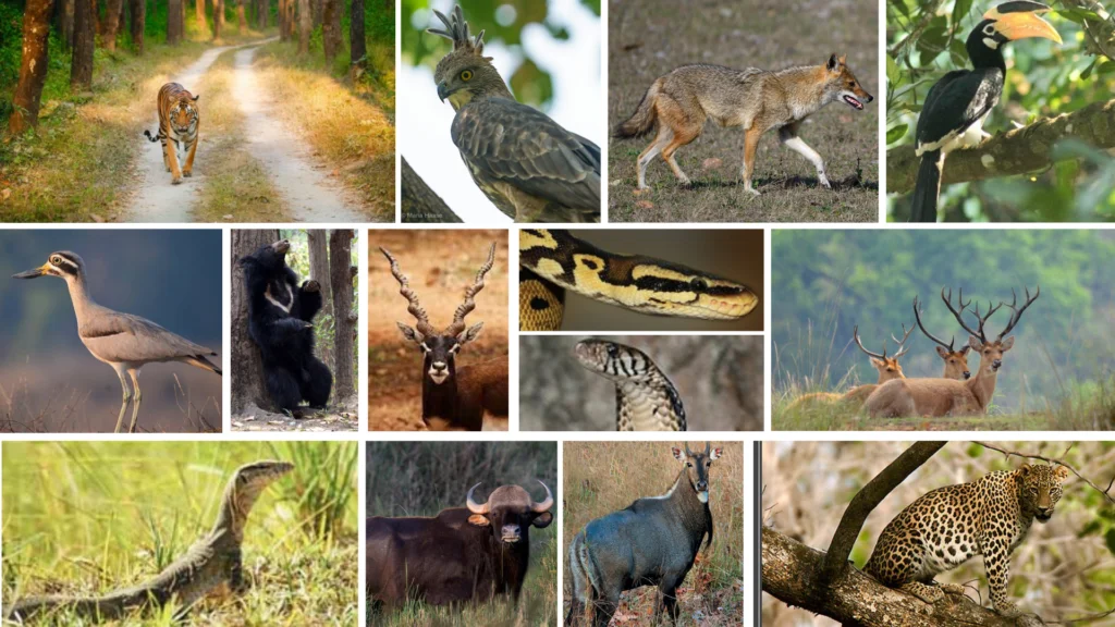 kanha kisli national park kahan hai