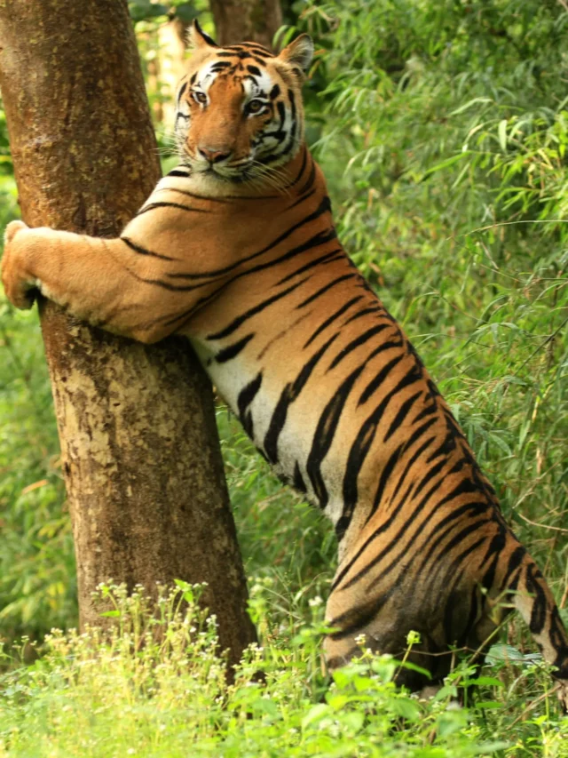 kanha kisli national park kahan hai